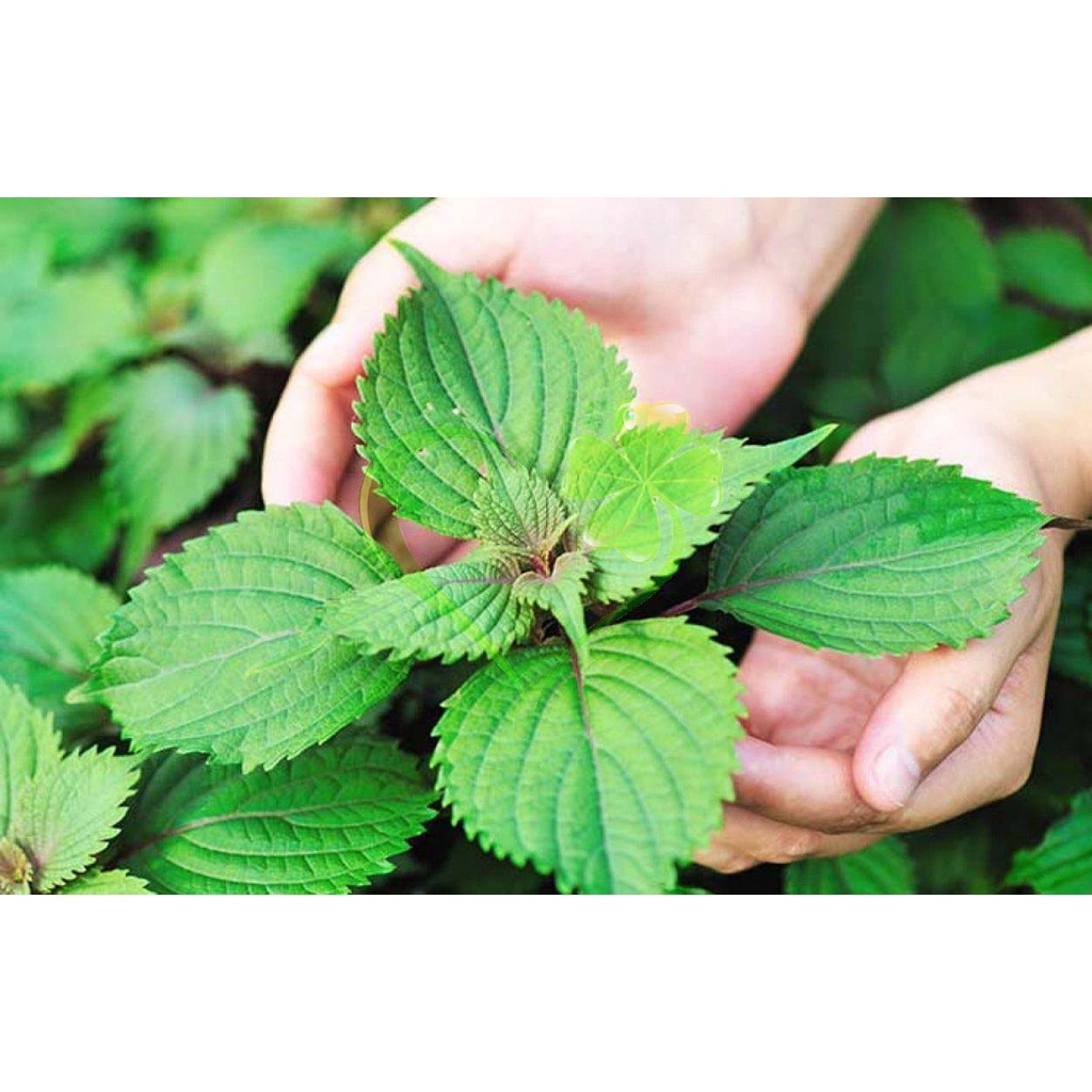 Hạt giống tía tô - gói 2 gram