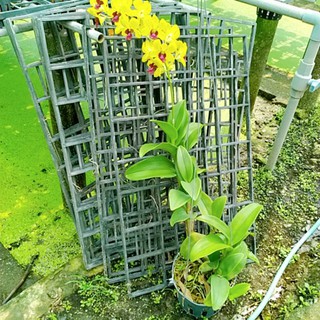 denro vàng lưỡi đỏ
