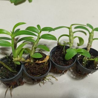 Hoa lan phi điệp chớp Mỹ lai
