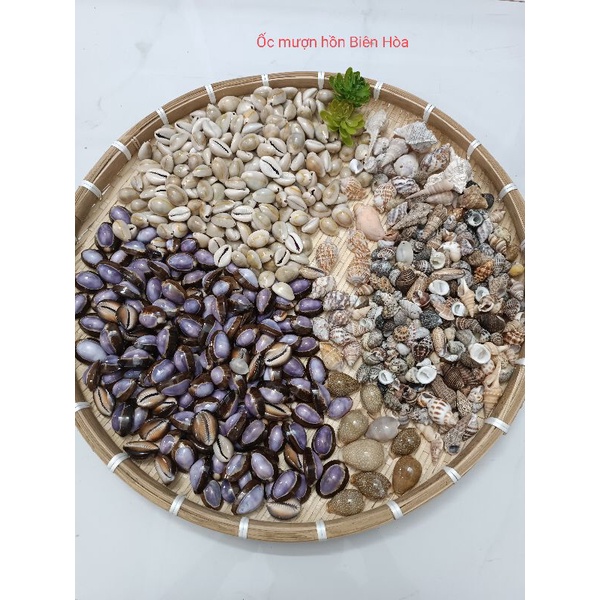 Bộ sưu tập 30 vỏ ốc biển ngẫu nhiên.Phụ kiện trang trí.OMH Biên Hòa.