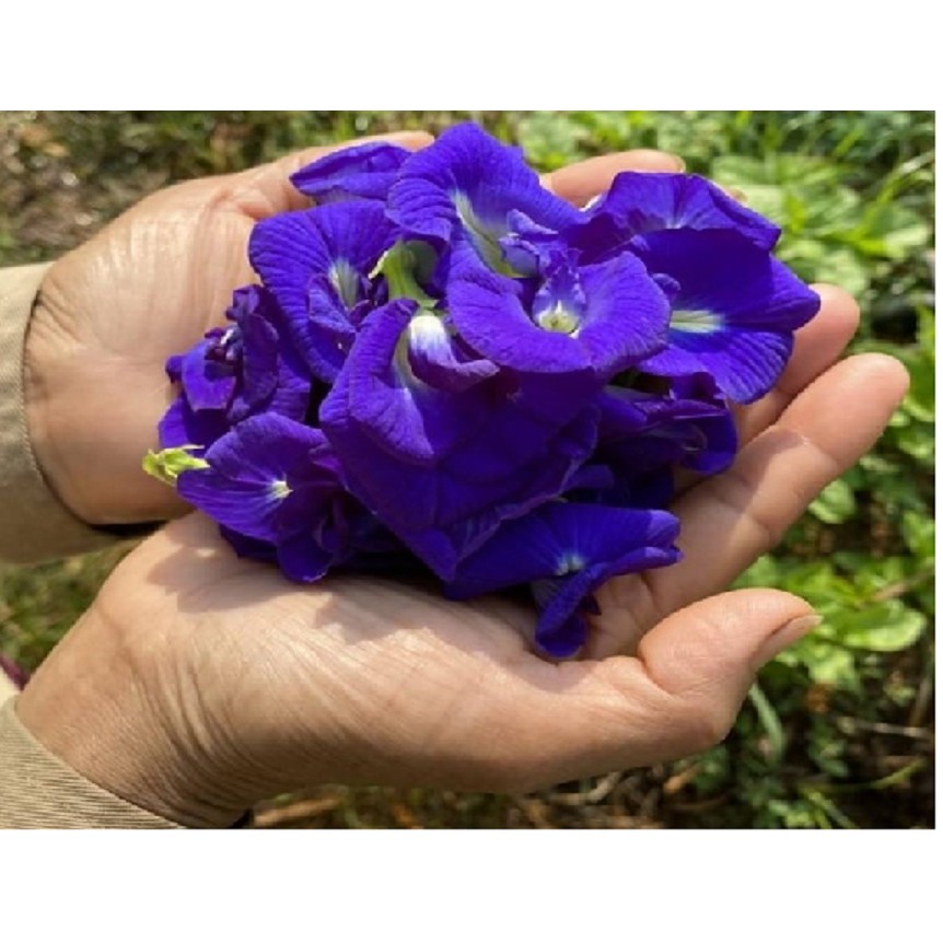 Trà hoa đậu biếc Rismile | BigBuy360 - bigbuy360.vn