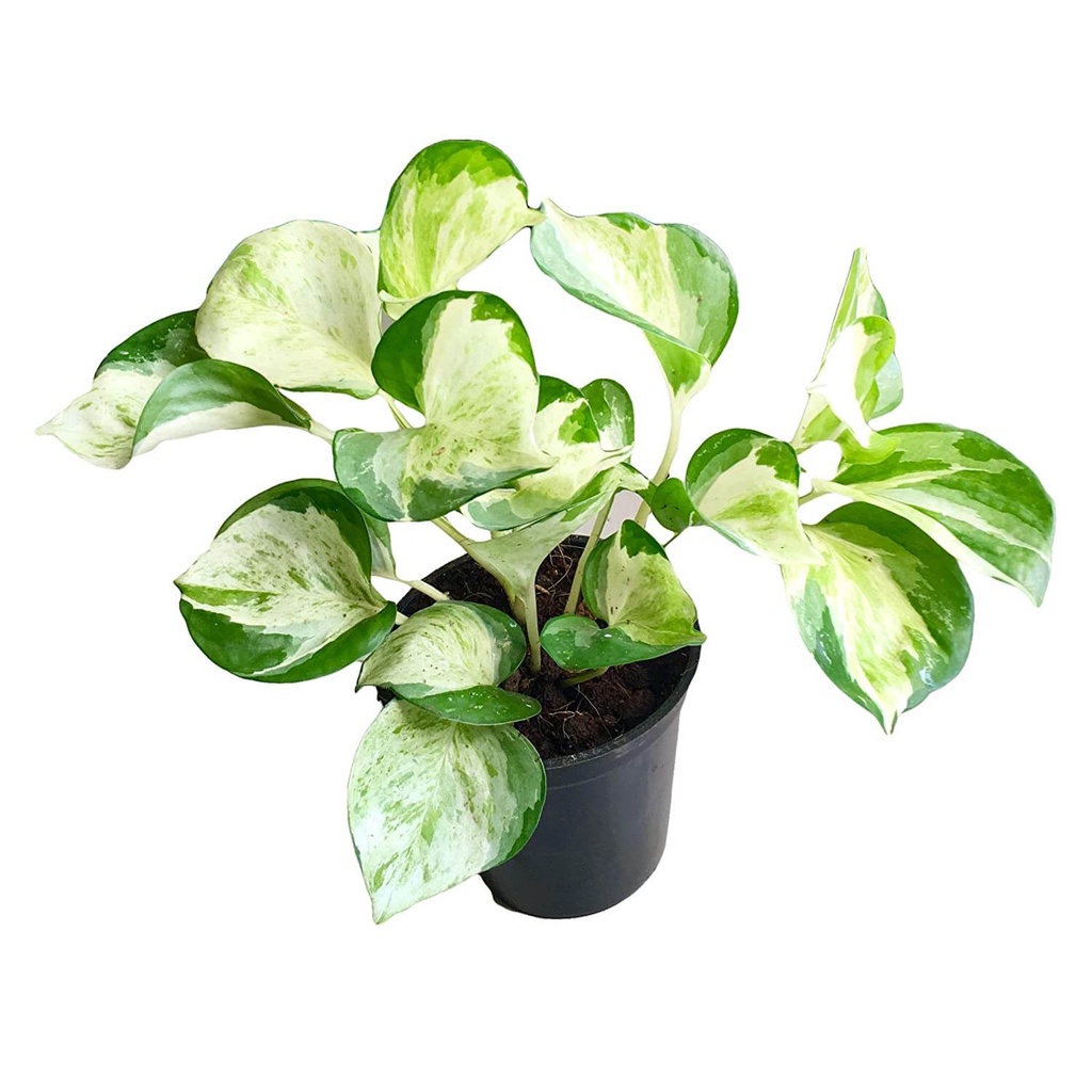 Cây Epipremnum aureum Manjuna (Trầu Bà Cẩm Thạch Lá Tròn, Trầu bà Manjuna) chậu nhựa 10cm