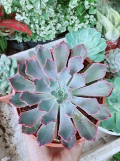 Sen Bắp Cải Tím