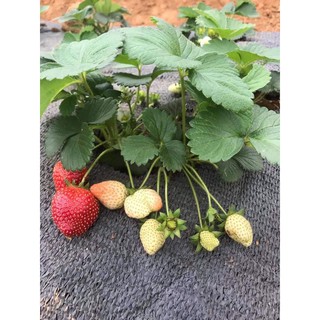 HẠT DÂU TÂY ALIBABA - GÓI 50 HẠT