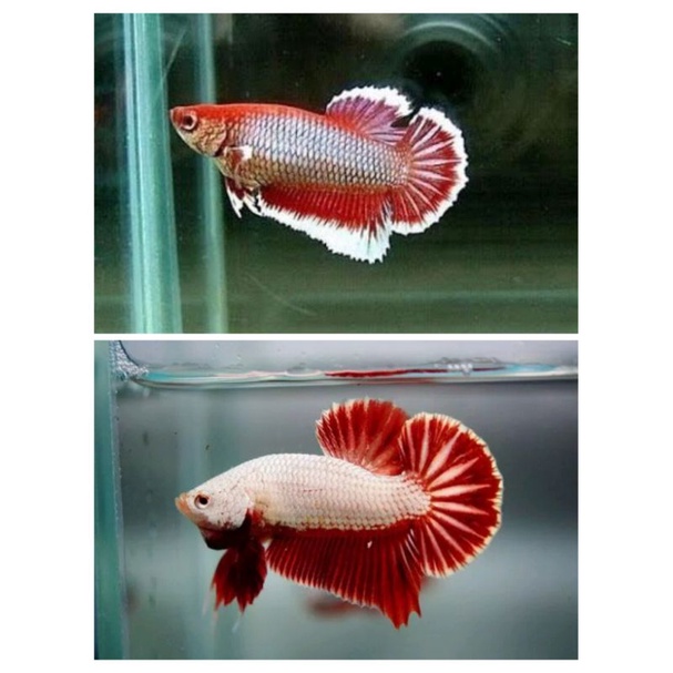 1Cặp BETTA trống mái size vừa tặng thức ăn giao ngẫu nhiên