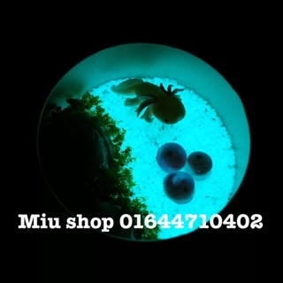 Sơn bột dạ quang