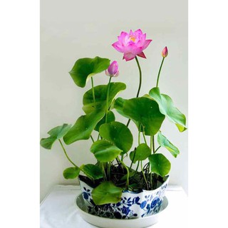 HẠT HOA SEN NHẬT MINI - GÓI 5 HẠT