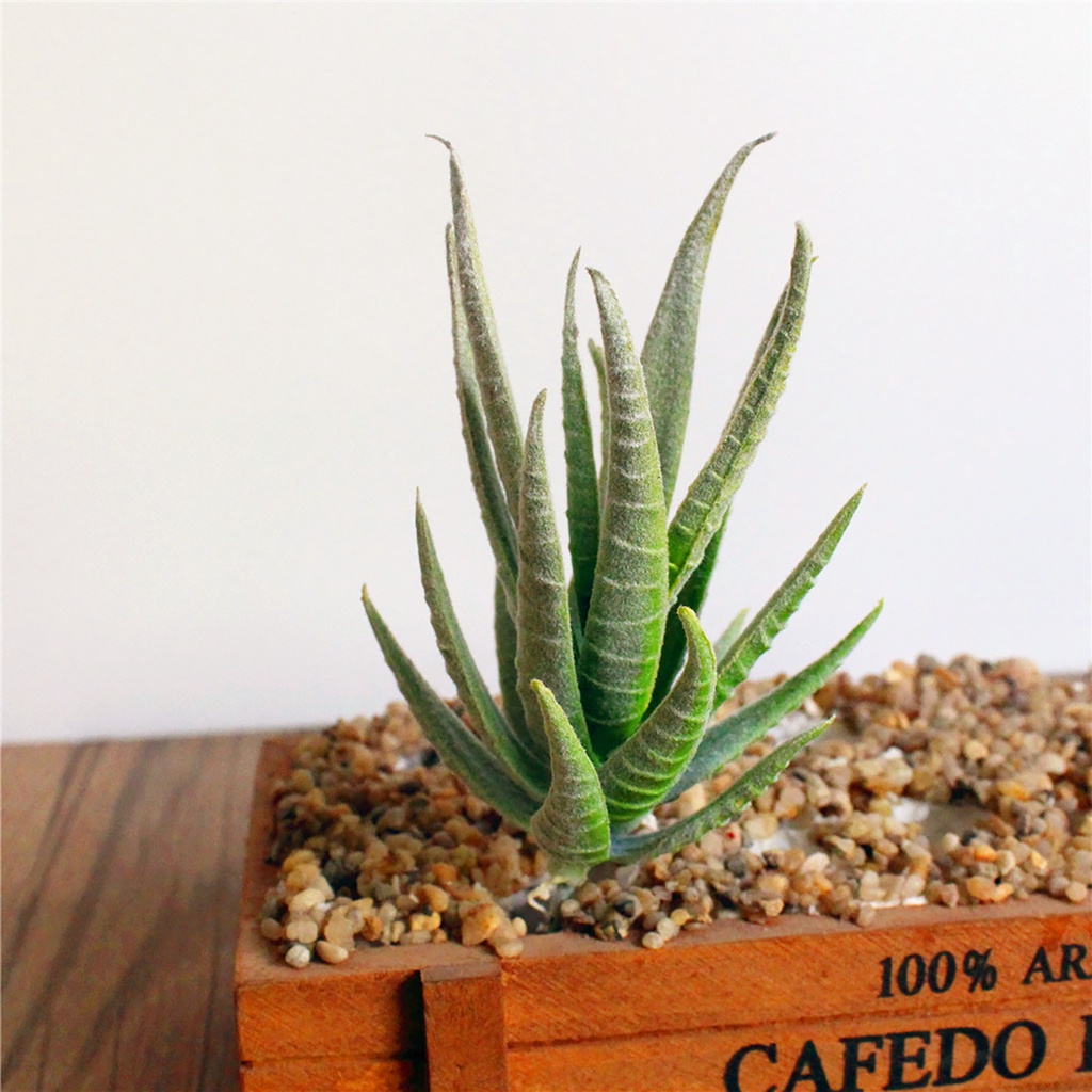 Chậu cây lô hội nhân tạo trang trí bàn DIY tiện lợi