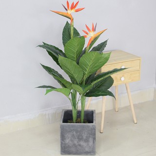 Cây chuối giả - Cây chuối thiên điểu, chuối mỏ két trang trí decor nhà, văn phòng, quán cà phê Landecor