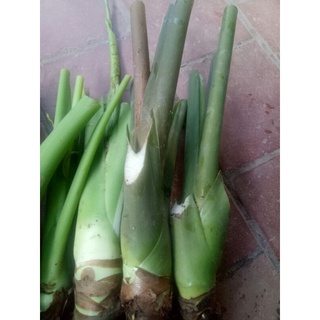 3củ Ráy voi (tặng 1 củ )