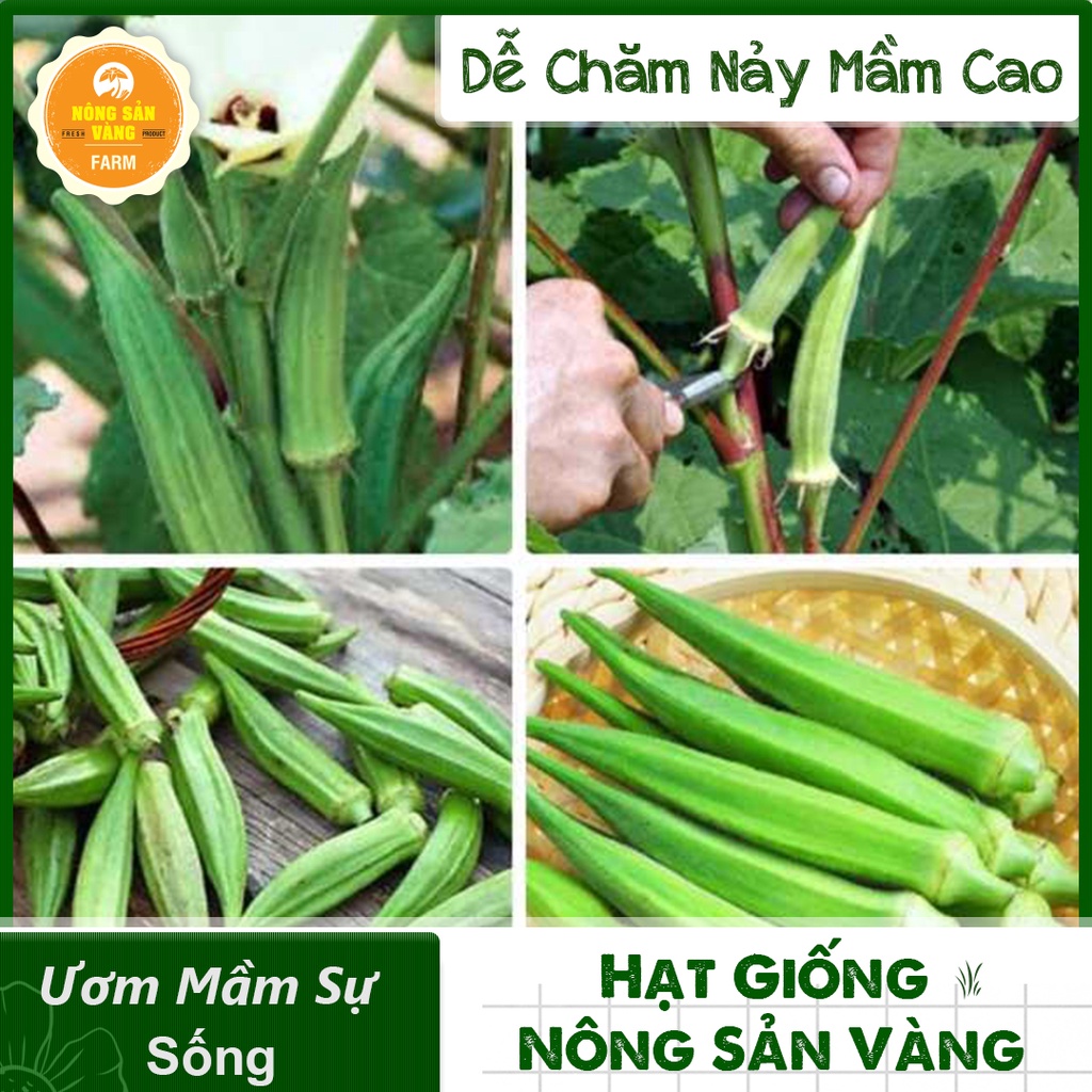 Hạt giống Đậu Bắp Cao Sản ( Gói 10 Gram ) - Nông Sản Vàng