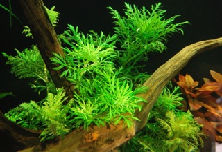 THỦY CÚC (8 nhánh)
