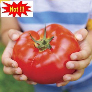 Hạt giống Cà chua khổng lồ 1kg (20 hạt)