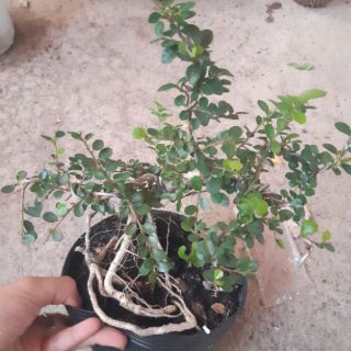 Cây sam trái bonsai dáng đẹp