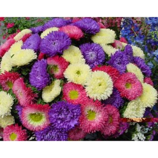 Hạt giống Hoa Cúc Thúy Mix