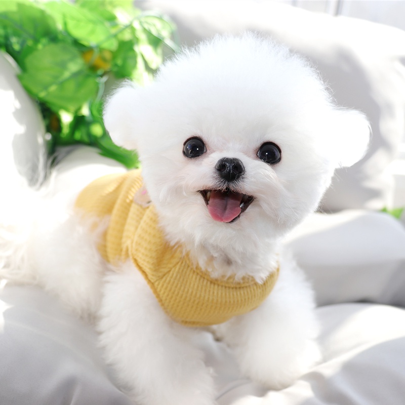 Áo Sơ Mi Sát Nách Vải Mỏng Thoáng Khí Thời Trang Mùa Hè Cho Thú Cưng