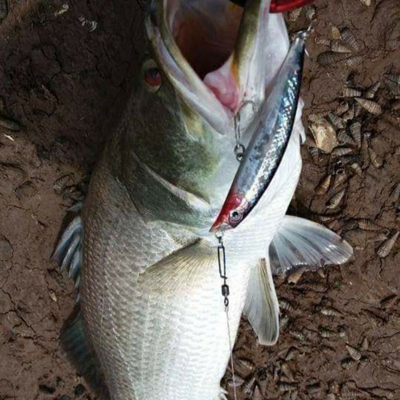 Mồi câu Bearking, Tsurinoya DW18 10g 90mm 0-0,6m