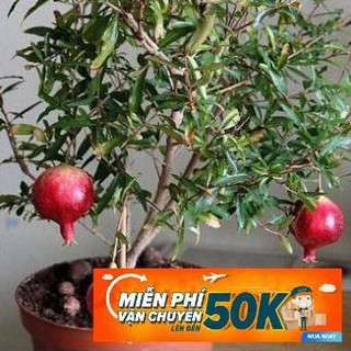 15 hạt giống lựu đỏ lùn