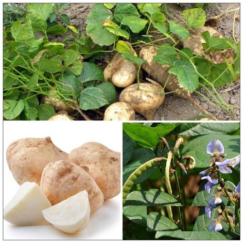 HẠT GIỐNG CỦ SẮN CỦ ĐẬU - GÓI 10 GRAM