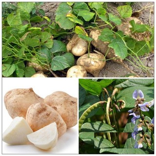 HẠT CỦ SẮN, CỦ ĐẬU - GÓI 10 GRAM