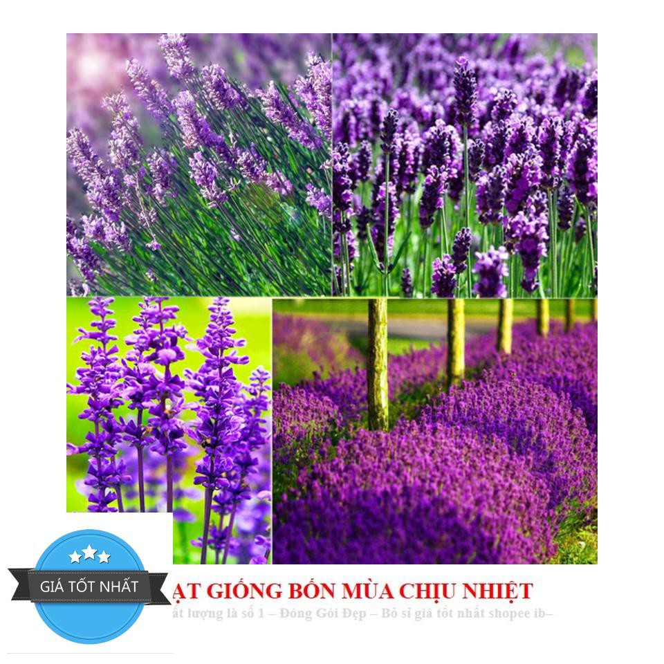 Hạt giống hoa oải hương pháp (lavender) ĐẾN MÙA TRỒNG TẾT