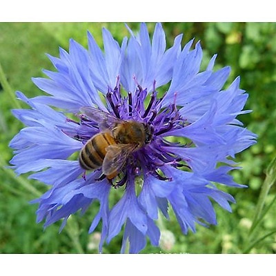 ⚡️HẠT GIỐNG HOA TRÚC MAI XANH ĐÀ LẠT⚡️ DỄ TRỒNG TỈ LỆ NẢY MẦM TRÊN 90% GÓI 60 HẠT