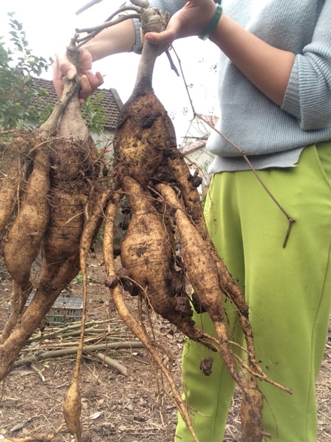 1kg bột sắn dây nguyên chất