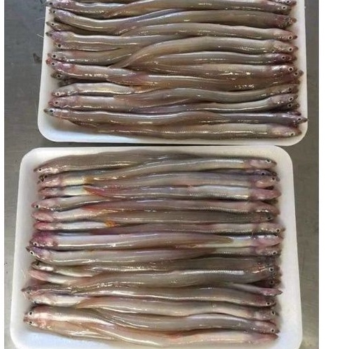 85k 1kg Cá Sùn Sịn tươi(giao nhanh TP HCM)