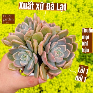 Sen đá hồng quế Đà Lạt size trung bình cây cảnh trang trí nhà cửa Toro garden