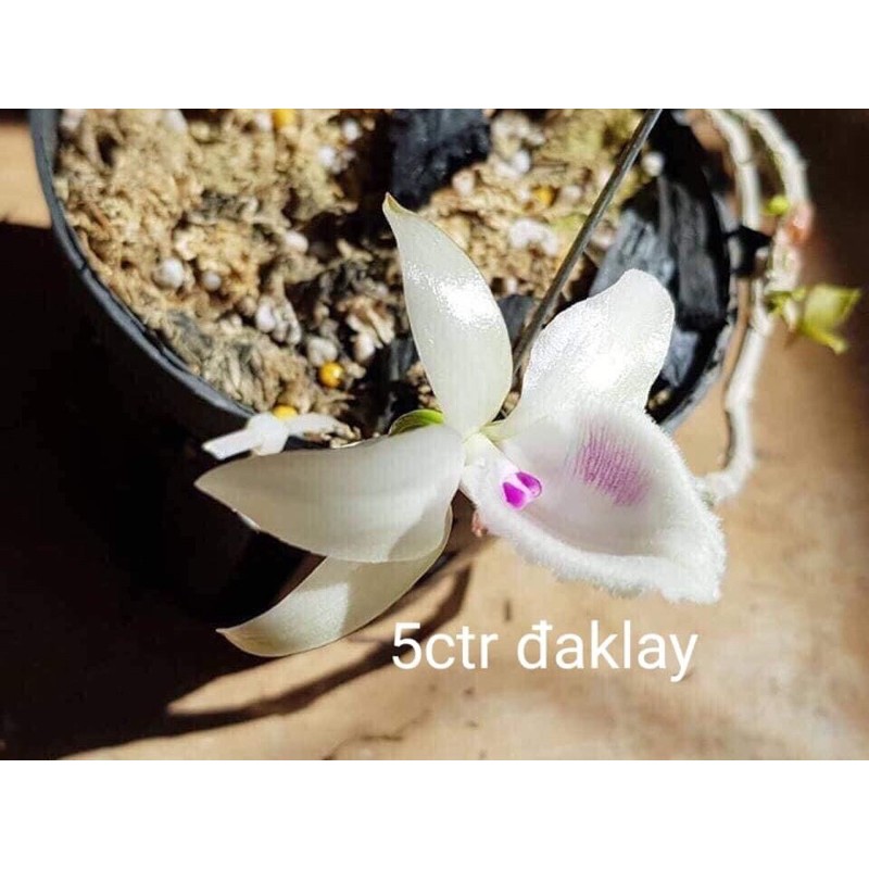 Phi điệp gieo hạt 5ct đaklay cây giống