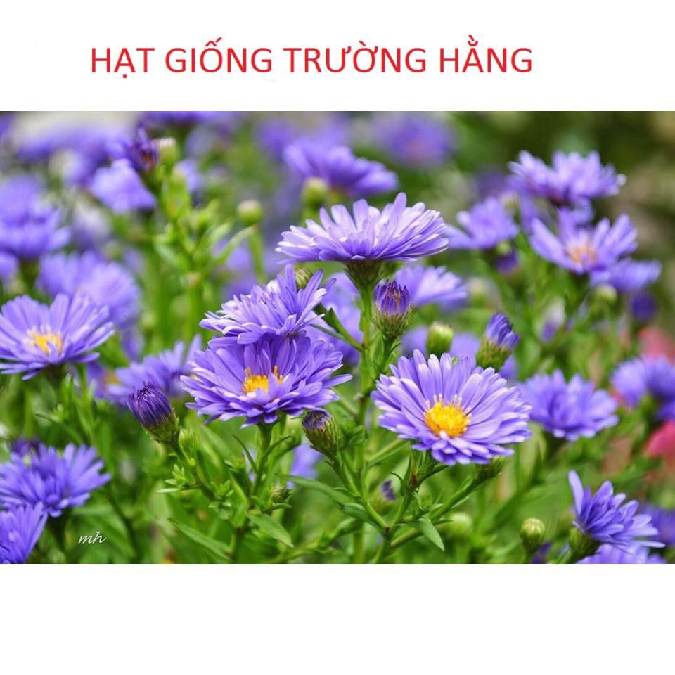 🌟Hạt Giống Hoa Thạch Thảo MiX🌟 Siêu Đẹp Loài Hoa Tượng Trưng Cho Tình Yêu