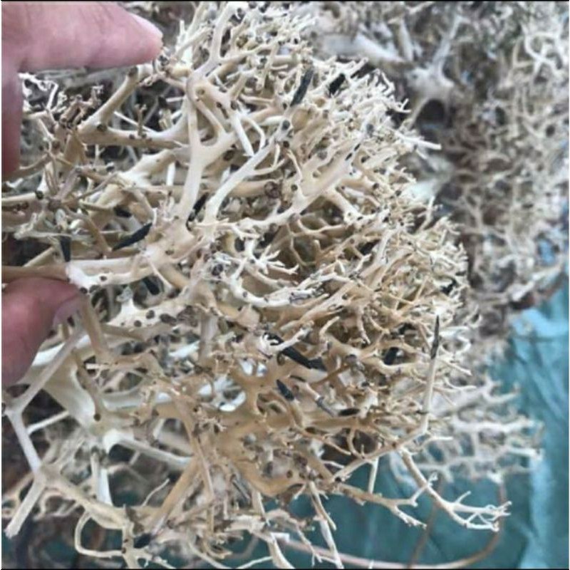 Lũa bonsai cổ thụ cho hồ thủy sinh | lũa bonsai cho hồ thủy sinh