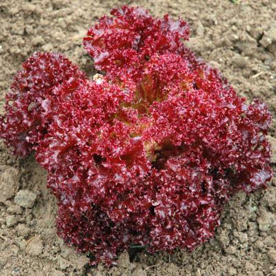 HẠT GIỐNG XÀ LÁCH ĐỎ LOLO ROSA F1