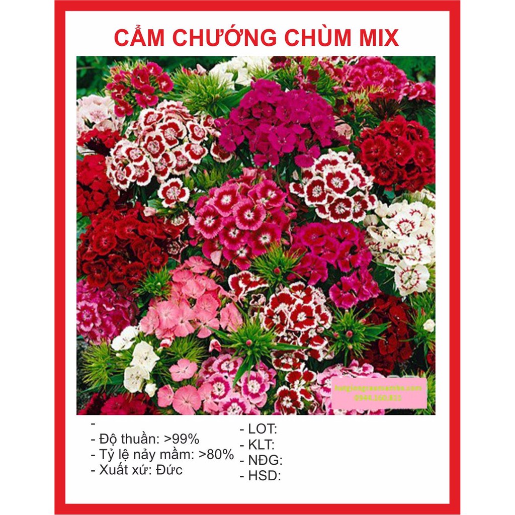 Hạt giống Hoa Cẩm Chướng Chùm 100 Hạt