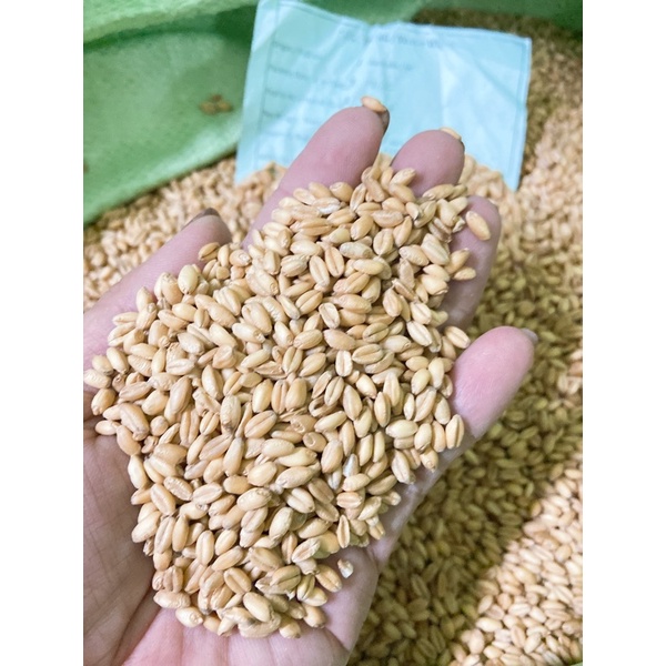 Hạt lúa mì  cho chim vẹt , sóc , hamster 500g.