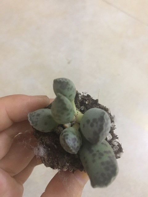 Sen đá Thiên Sơn