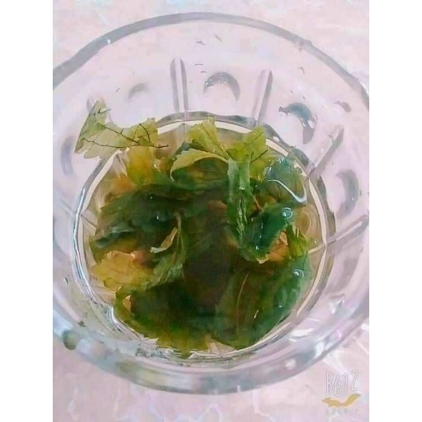 Lá dạ dày vùng cao