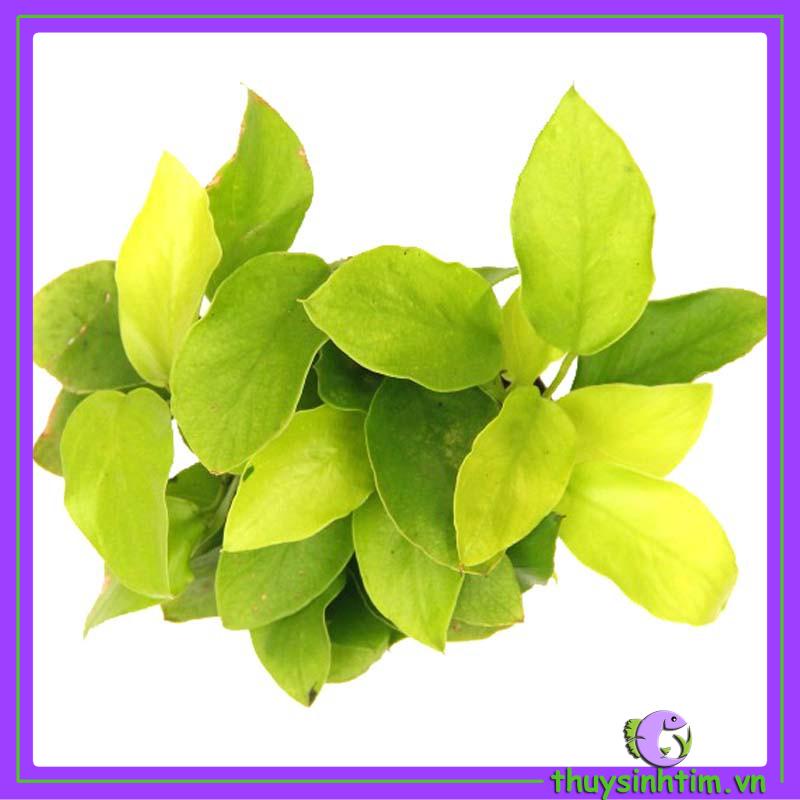 Ráy Lá Vàng Mini - Cây Thủy Sinh