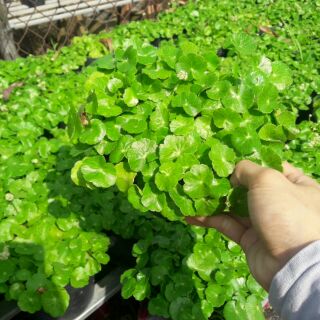 Cỏ đồng tiền (hết hàng)