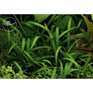Dwarf sagittaria - cây cỏ thìa - cây thuỷ sinh