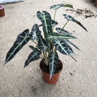 Cây để bàn - Cây môn quan âm cao 25cm bụi cây to khoẻ lá bắt mắt mang phong thuỷ tốt