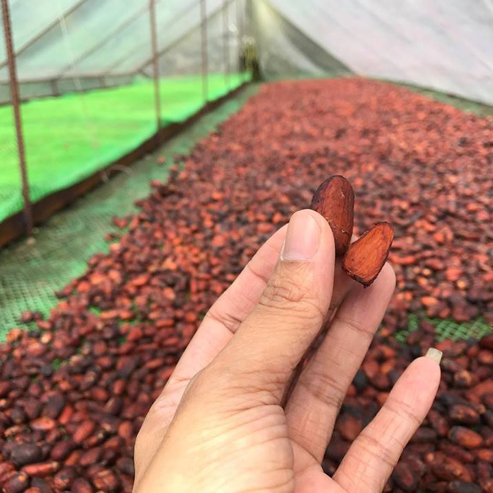 Bột cacao nguyên chất 100% Bến Tre loại xuất khẩu, tỷ lệ bơ cacao nhiều