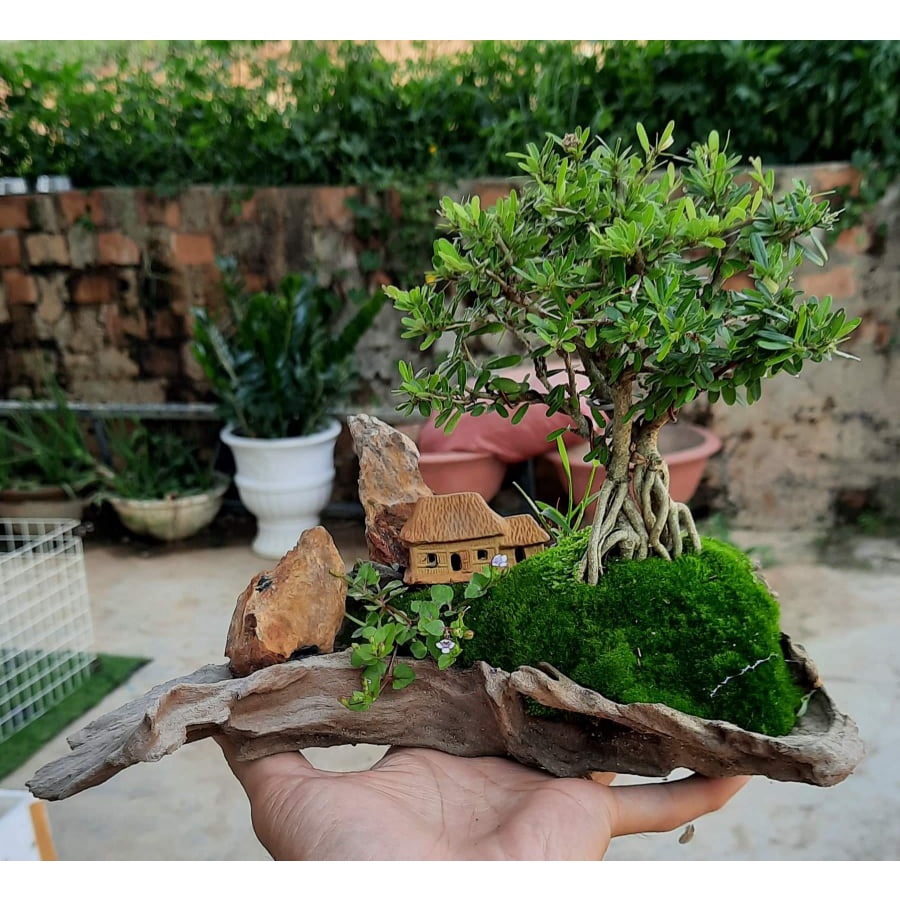Rêu nhung  trải nền đắp chậu bonsai, tiểu cảnh, trang trí terrarium, hộp 1,5 tấc.