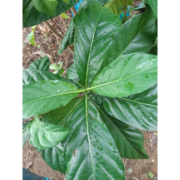 HCM - Lá Nhàu Tươi Hữu Cơ