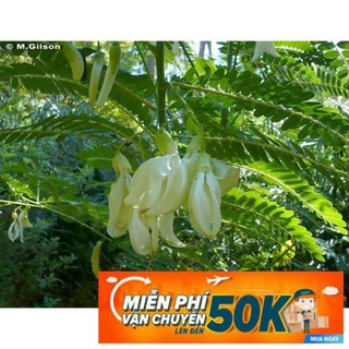 2g Hạt Giống Cây Bông So Đũa (C5.301| C51*W35) PHÚ ĐIỀN