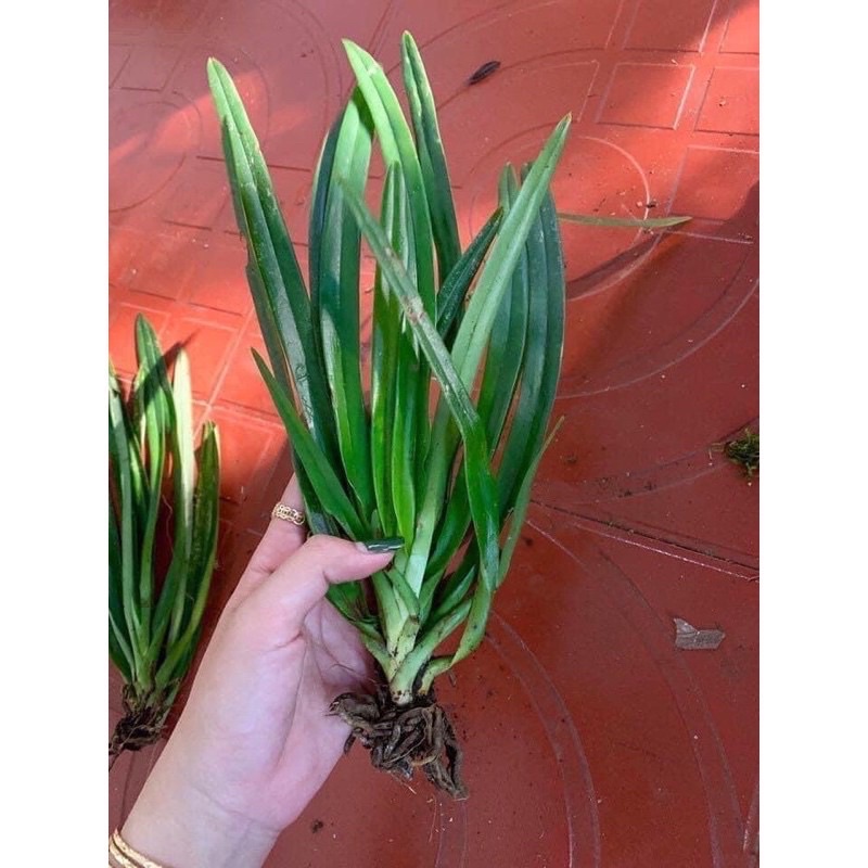 Hoa Lan bạch hạc Hải âu chơi Tết