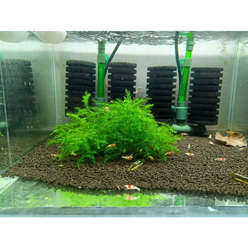 Bụi Rêu Willow Trang Trí Hồ Tép