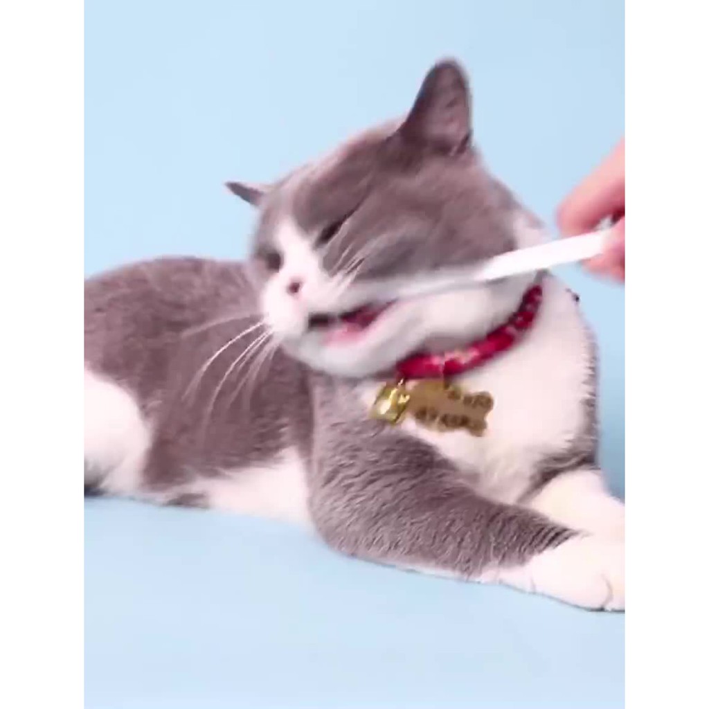Bàn chải đánh răng chó mèo - bộ đánh răng sạch miệng cho chó mèo