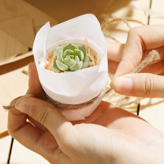 [HB GIFT] Quà Tặng Sen Đá