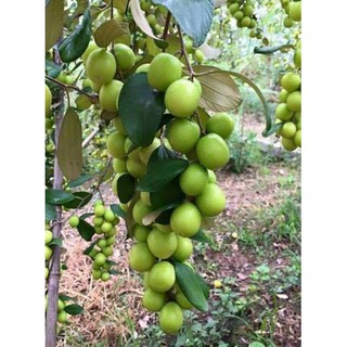 Cây táo thái giống khỏe